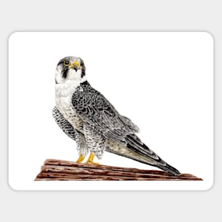 Peregrine Falcon on the cliff Sticker